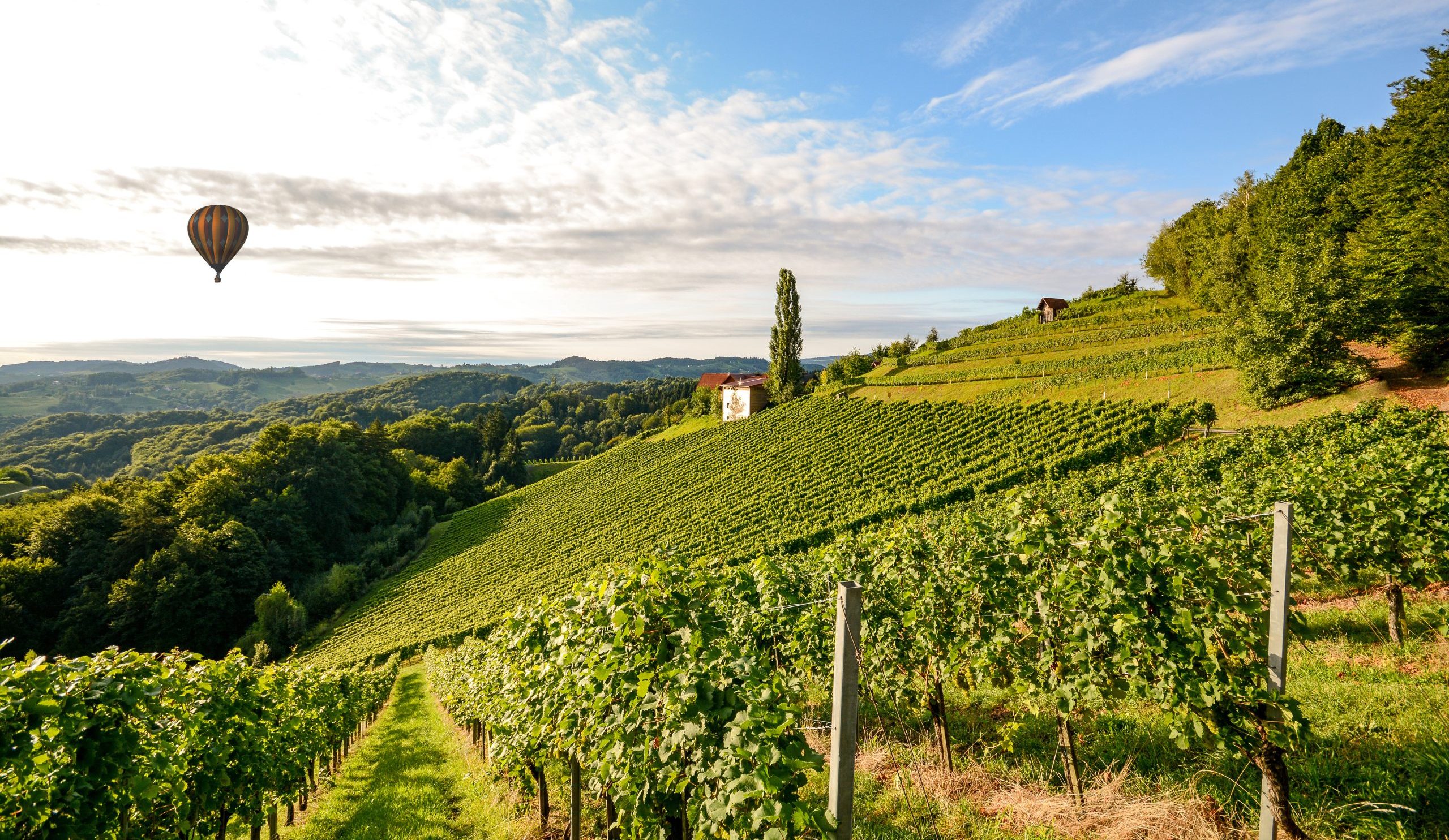 Vineyards with hot air balloon near a winery before harvest in the tuscany wine growing area, Italy Europe