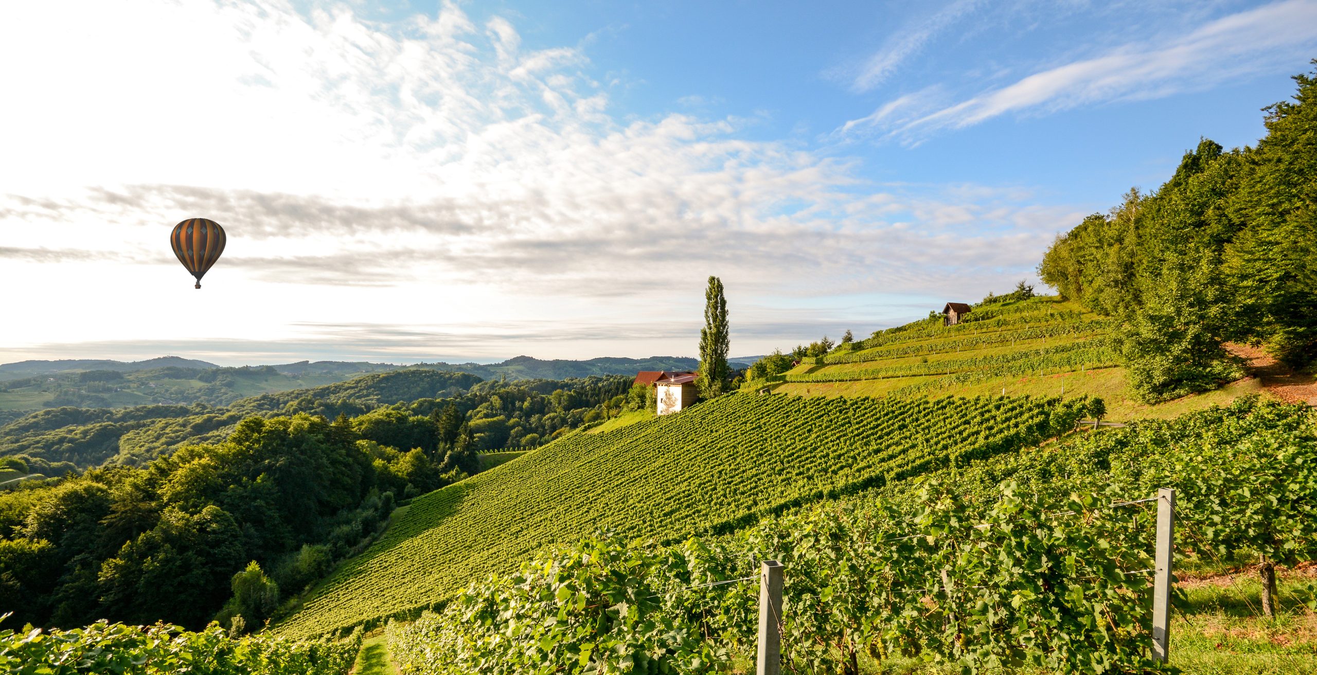 Wine &amp; Enology